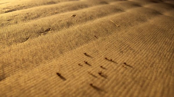 Comment prévenir une infestation de punaises de lit