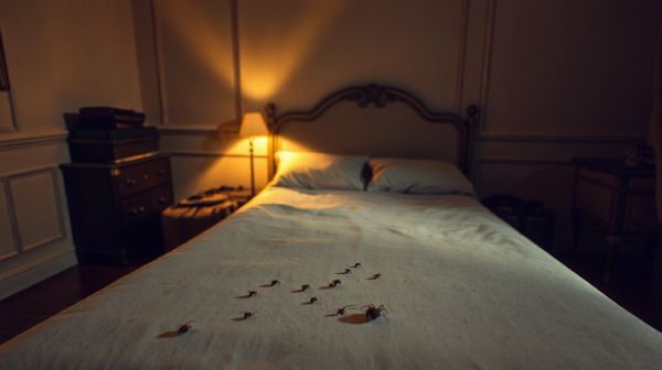 Guide ultime pour éliminer efficacement les punaises de lit à Paris